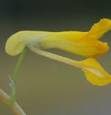 dymnivka žlutá <i>(Corydalis lutea)</i>