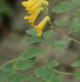 dymnivka žlutá <i>(Corydalis lutea)</i> / Habitus