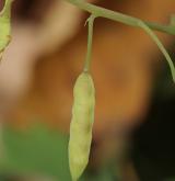 dymnivka žlutá <i>(Corydalis lutea)</i> / Plod