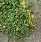 dymnivka žlutá <i>(Corydalis lutea)</i>