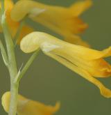 dymnivka žlutá <i>(Corydalis lutea)</i>