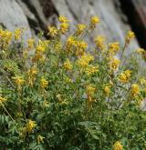 dymnivka žlutá <i>(Corydalis lutea)</i>