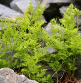 Vegetace silikátových sutí v subalpínském a alpínském stupni <i>(Androsacion alpinae)</i>