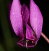 brambořík nachový  <i>(Cyclamen purpurascens)</i> / Květ/Květenství