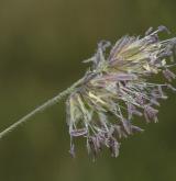 srha laločnatá <i>(Dactylis glomerata)</i> / Květ/Květenství