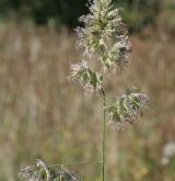 srha laločnatá <i>(Dactylis glomerata)</i> / Květ/Květenství