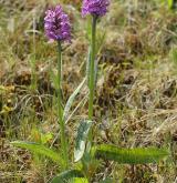 prstnatec májový <i>(Dactylorhiza majalis)</i>