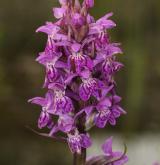 prstnatec májový <i>(Dactylorhiza majalis)</i>