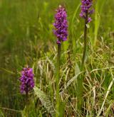 prstnatec májový <i>(Dactylorhiza majalis)</i>