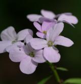 kyčelnice cibulkonosná <i>(Dentaria bulbifera)</i> / Květ/Květenství
