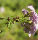 kyčelnice cibulkonosná <i>(Dentaria bulbifera)</i> / Květ/Květenství