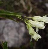 kyčelnice devítilistá <i>(Dentaria enneaphyllos)</i> / Květ/Květenství