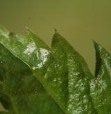 kyčelnice žláznatá <i>(Dentaria glandulosa)</i> / List