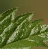 kyčelnice žláznatá <i>(Dentaria glandulosa)</i> / List