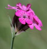 hvozdík kartouzek <i>(Dianthus carthusianorum)</i>