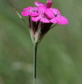 hvozdík kartouzek <i>(Dianthus carthusianorum)</i>