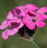 hvozdík kartouzek <i>(Dianthus carthusianorum)</i>