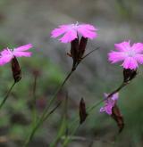 hvozdík kartouzek <i>(Dianthus carthusianorum)</i> / Květ/Květenství