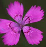 hvozdík kropenatý <i>(Dianthus deltoides)</i> / Květ/Květenství
