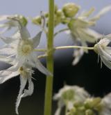 štětinec laločnatý <i>(Echinocystis lobata)</i> / Květ/Květenství