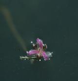 vodní mor kanadský <i>(Elodea canadensis)</i> / Květ/Květenství