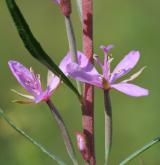 vrbovka rozmarýnolistá <i>(Epilobium dodonaei)</i> / Květ/Květenství