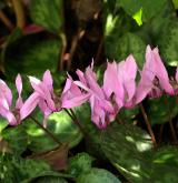 brambořík nachový  <i>(Cyclamen purpurascens)</i> / Květ/Květenství