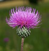 pcháč šedý <i>(Cirsium canum)</i> / Květ/Květenství