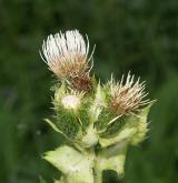 pcháč zelinný  <i>(Cirsium oleraceum)</i>