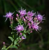 srpice barvířská <i>(Serratula tinctoria)</i> / Květ/Květenství