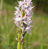 vstavač trojzubý <i>(Orchis tridentata)</i> / Květ/Květenství