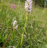 vstavač trojzubý <i>(Orchis tridentata)</i> / Habitus
