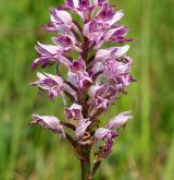 vstavač vojenský <i>(Orchis militaris)</i> / Květ/Květenství
