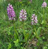 vstavač vojenský <i>(Orchis militaris)</i> / Habitus