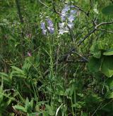 zvonek boloňský <i>(Campanula bononiensis)</i> / Habitus