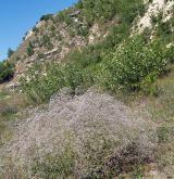 šater latnatý <i>(Gypsophila paniculata)</i>