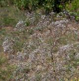 šater latnatý <i>(Gypsophila paniculata)</i> / Květ/Květenství