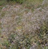 šater latnatý <i>(Gypsophila paniculata)</i> / Habitus