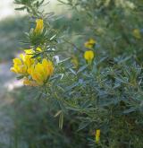 čilimník rakouský <i>(Cytisus austriacus)</i> / Květ/Květenství