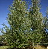 javor stříbrný <i>(Acer saccharinum)</i> / Habitus