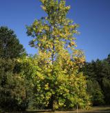 jasan pensylvánský <i>(Fraxinus pensylvanica)</i> / Habitus