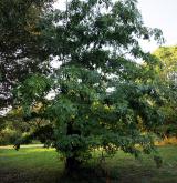 dřezovec japonský <i>(Gleditsia japonica)</i> / Habitus