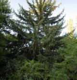 smrk likiangensis <i>(Picea likiangensis)</i> / Habitus
