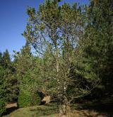borovice ohebná <i>(Pinus flexilis)</i> / Habitus
