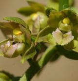kruštík širolistý <i>(Epipactis helleborine)</i> / Květ/Květenství