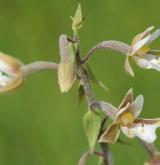 kruštík bahenní <i>(Epipactis palustris)</i> / Květ/Květenství