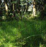 přeslička poříční <i>(Equisetum fluviatile)</i> / Habitus