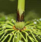 přeslička lesní <i>(Equisetum sylvaticum)</i> / Stonek