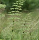 přeslička lesní <i>(Equisetum sylvaticum)</i> / Habitus