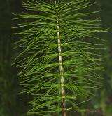 přeslička největší <i>(Equisetum telmateia)</i> / Habitus